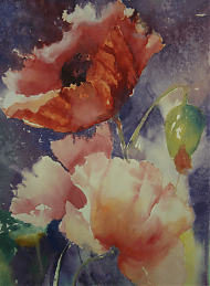 Watercolour painting of poppies by Jude Scott.