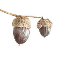 Acorn August 16th by artist Jarnie Godwin, tutor at Atelier Clos Mirabel, France.