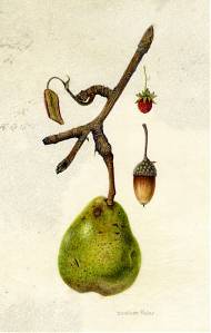 Painting on vellum of pear, acorn and strawberry by botanical artist Denise Walser-Kolar.