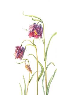 Snakes Head Fritillary by Mary Dillon, tutor at Atelier Clos Mirabel, France.