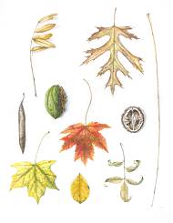 Fall collection, artwork by botanical artist Lara Call Gastinger.