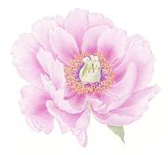 Pink peony, illustration by botanical art tutor Catherine Watters.