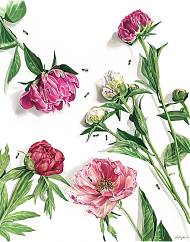 Artwork by Molly Reeder, Watercolours, Botanical Art.