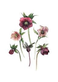 Artwork by Gail Jones, Botanical Art Retreat, France.