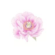 Peony illustration, pink flower by botanical artist Catherine Watters.