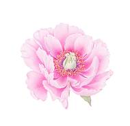 Pink peony botanical illustration by tutor Catherine Watters - new.