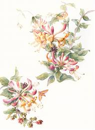 Floral illustration by botanical artist Mary Dillion - painting retreat france.