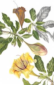 Botanical drawing in coloured pencil - yellow flower and bud by botanical artist Ann Swan.