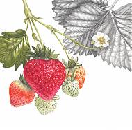 Botanical illustration in coloured pencil of strawberries by artist Ann Swan for Clos Mirabel art ateliers France.