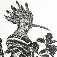 Black on white print of bird with a long beak by artist and tutor Emily Robertson.