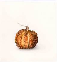 Watercolour painting of a squash by botanical artist and art tutor Laura Silburn.