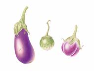 Botanical art painting of three aubergines by artist Catherine Watters.