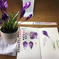 Crocuses in pot and botanical painting in sketch book, botanical art demonstration.