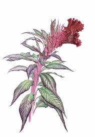 Botanical illustration of cockscomb plant by Michelle EunYoung Song.