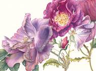 Botanical illustration of Wilted Roses by Mary Dillon.