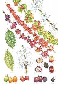 Botanical illustration of a Coffea Arabica plant by Soyoung Sin.