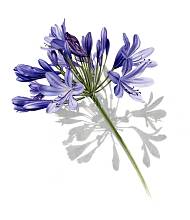 Blue Agapanthus by Artist Billy Showell.