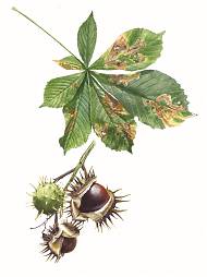 Horse Chesnut by Artist Billy Showell, tutor at Atelier Clos Mirabel, France.