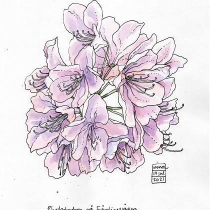 Rhododendron by Artist Nina Johansson, tutor at Atelier Clos Mirabel, France.