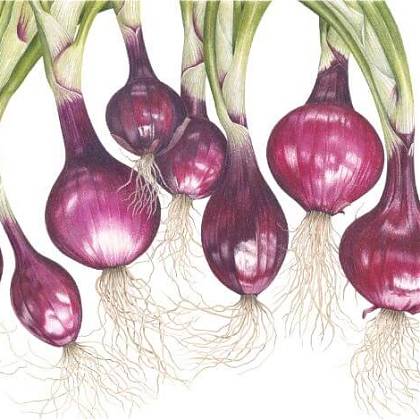 Dancing Onions by Artist Ann Swan, tutor at Atelier Clos Mirabel, France.