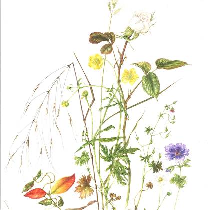 Botanical Illustration by Giacomina Ferrillo, tutor at Atelier Clos Mirabel, France.