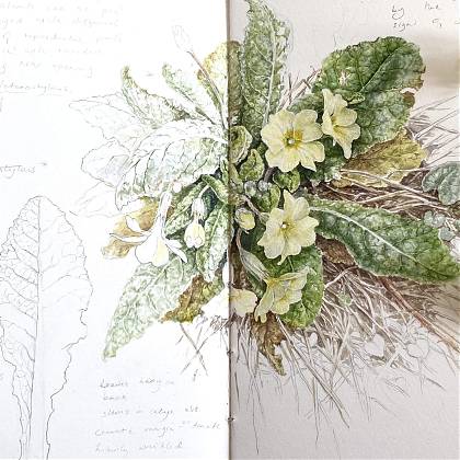 Primula, Close Up, by Dianne Sutherland, tutor at Atelier Clos Mirabel, France.