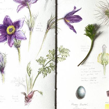 Pasque Flower by Dianne Sutherland, tutor at Atelier Clos Mirabel, France.