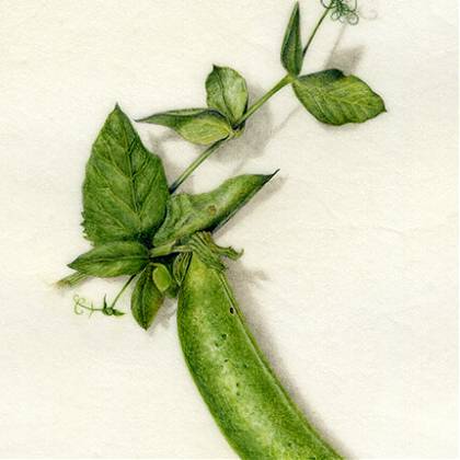 Pea Pod by Artist Denise Walser-Kolar, tutor at Atelier Clos Mirabel, France.