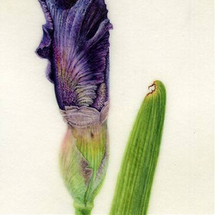 Iris Bud by Artist Denise Walser-Kolar, tutor at Atelier Clos Mirabel, France.