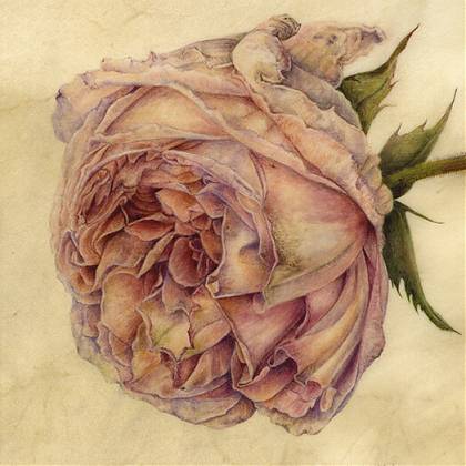 Viennese Rose by Artist Denise Walser-Kolar, tutor at Atelier Clos Mirabel, France.