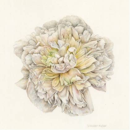 White Peony by Artist Denise Walser-Kolar, tutor at Atelier Clos Mirabel, France.