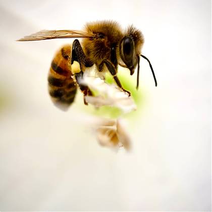 Bee by artist Yoni Mayeri, tutor at Atelier Clos Mirabel, France.