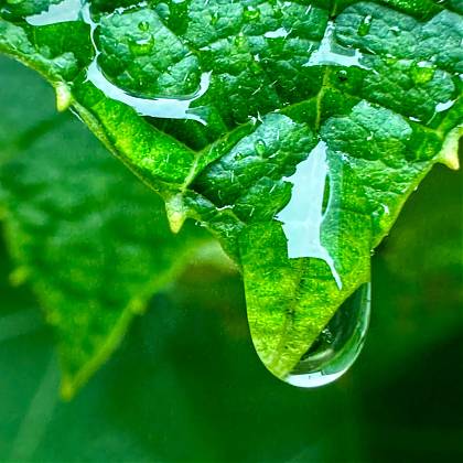 Leaf by artist Yoni Mayeri, tutor at Atelier Clos Mirabel, France.