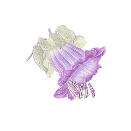 Purple flower on stem with leaves - botanical artwork by Catherine Watters.