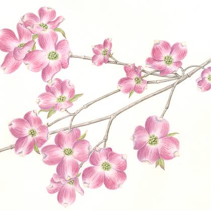 Pink dogwood flowers on branch, by botanical artist Catherine Watters.