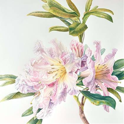 Flower rhododendron by botanical artist Mary Dillion.