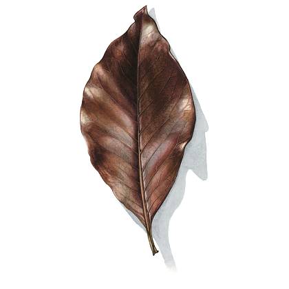 Artwork by Billy Showell, Watercolour, Botanical Art.