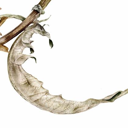 watercolour painting of arichoke leaf by botanical artist and art tutor Jarnie Godwin.