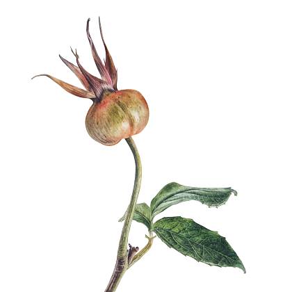 Botanical painting by artist Jarnie Godwin.