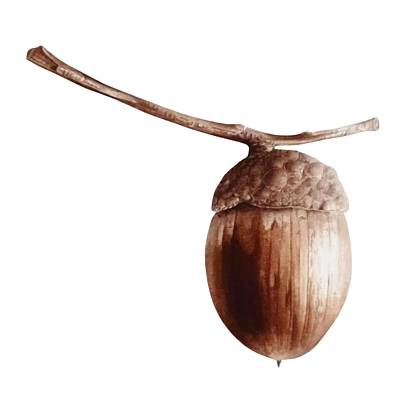 Single acorn by botanical artist Jarnie Godwin.