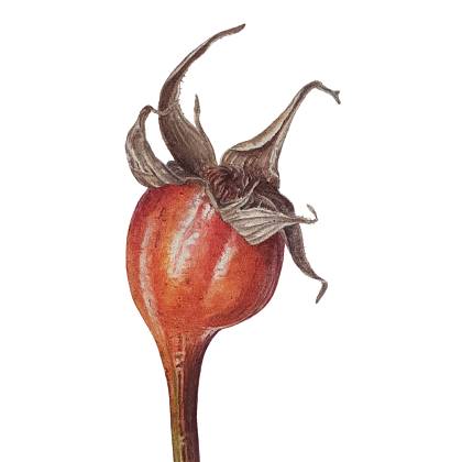 Rose hip botanical illustration by Jarnie Godwin.