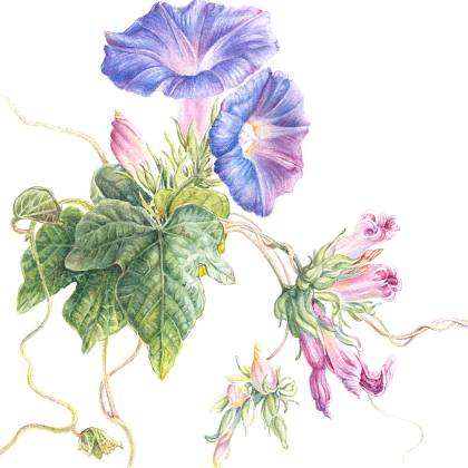 Morning Glory by artist Mary Dillon, tutor at Atelier Clos Mirabel, France