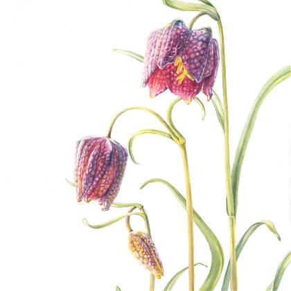 Snakes Head Fritillary by Mary Dillon, tutor at Atelier Clos Mirabel, France.