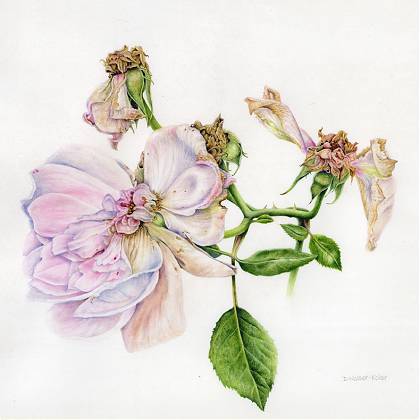 Dying rose painting on vellum by botanical artist Denise Walser Kolar.