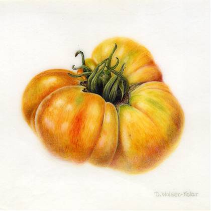 Tomato on vellum by botanical artist and tutor Denise Walser Kolar.