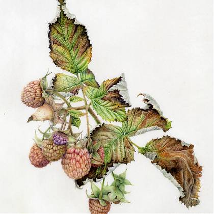Late crop of raspberries by botanical artist and tutor Denise Walser Kolar.