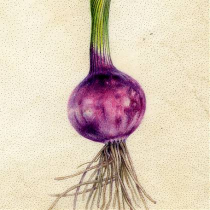 Onion painting on vellum by botanical artist and tutor Denise Walser Kolar.