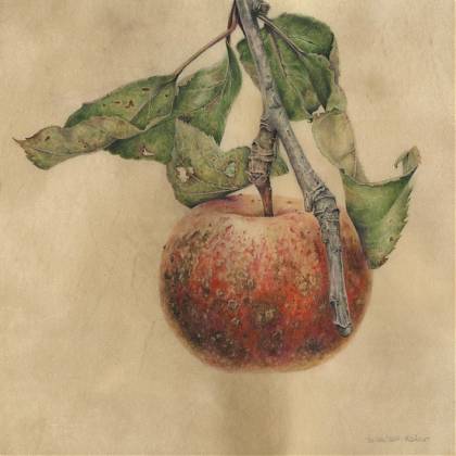 Roxbury russet apple, painted on vellum by botanical artist Denise Walser Kolar.