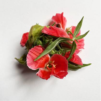 Red petals - Chloe Briggs.