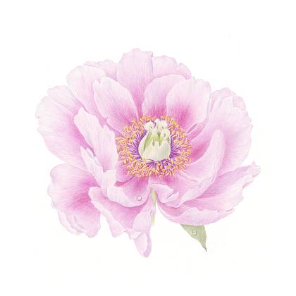 Pink peony botanical illustration by tutor Catherine Watters.